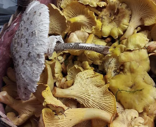 Ξενοδοχείο Clemens Βίντερμπεργκ